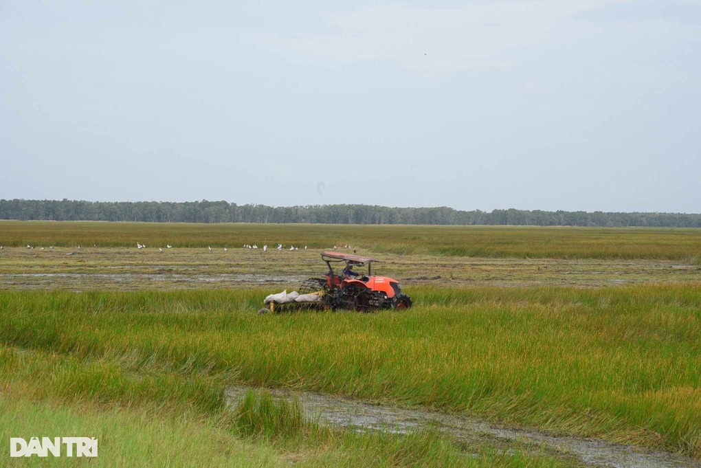 Kỳ vọng những đàn sếu đầu đỏ sẽ ở lại sinh sản trên ruộng lúa Đồng Tháp - 1 Kỳ vọng những đàn sếu đầu đỏ sẽ ở lại sinh sản trên ruộng lúa Đồng Tháp - 1