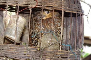 Phát hiện 3 loài mới lần đầu xuất hiện ở Khu bảo tồn thiên nhiên Pù Hoạt