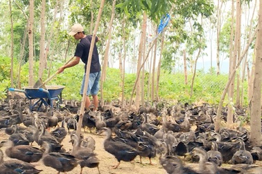"Kéo" vịt trời xuống đất kiếm nửa tỷ đồng/năm