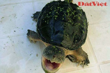 Hãi hùng mốt nuôi "quái thú cổ đại"