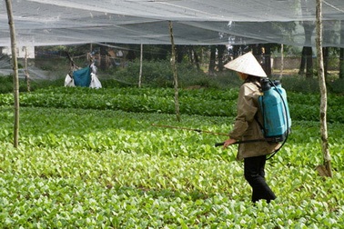 Ăn rau ăn cả… thuốc trừ sâu