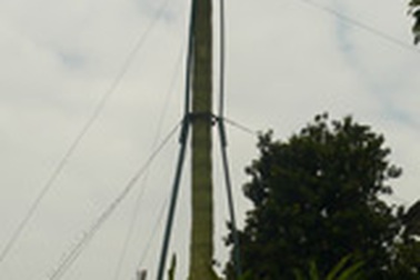 Cây xương rồng cao hơn 10m