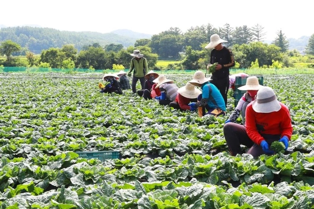 Cuối năm, Hàn Quốc tuyển bổ sung 22.700 lao động nước ngoài làm nông nghiệp - 1 Cuối năm, Hàn Quốc tuyển bổ sung 22.700 lao động nước ngoài làm nông nghiệp - 1