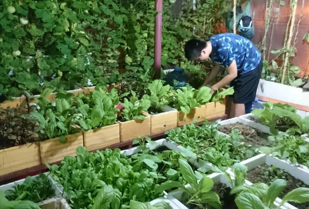 Chăm ba khu vườn sân thượng, 9X Hải Phòng có rau trái sạch dùng quanh năm - 11 Chăm ba khu vườn sân thượng, 9X Hải Phòng có rau trái sạch dùng quanh năm - 11