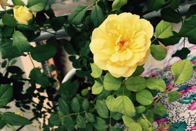 Nhà phố bên sân bay với không gian vườn trên mái