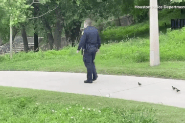 Video cảnh sát dẫn đàn vịt nhỏ đi tìm mẹ thu hút hàng triệu lượt xem