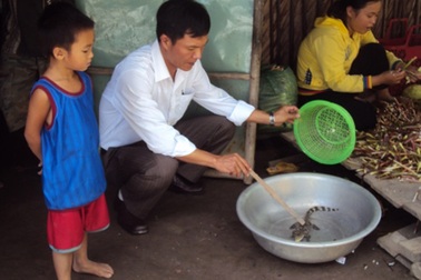 Liên tục bắt được cá sấu con trên sông