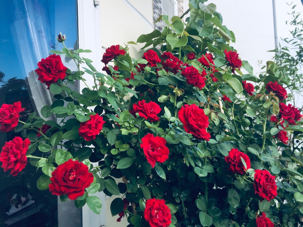 Gia chủ Sài Gòn vác đất lên sân thượng, làm vườn rau trái xanh sum suê - 13