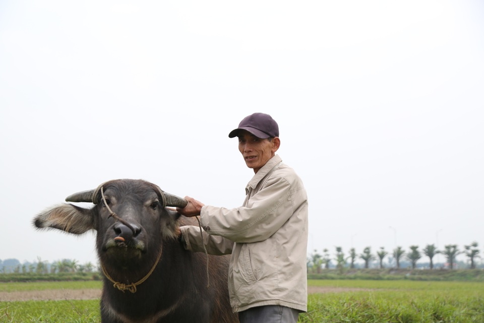 Thu tiền triệu từ nghề vỗ béo trâu dịp cuối năm - 1 Thu tiền triệu từ nghề vỗ béo trâu dịp cuối năm - 1