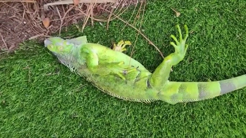 Giá rét bất thường khiến rồng xanh đông cứng vì lạnh, rơi xuống đất như mưa - 1