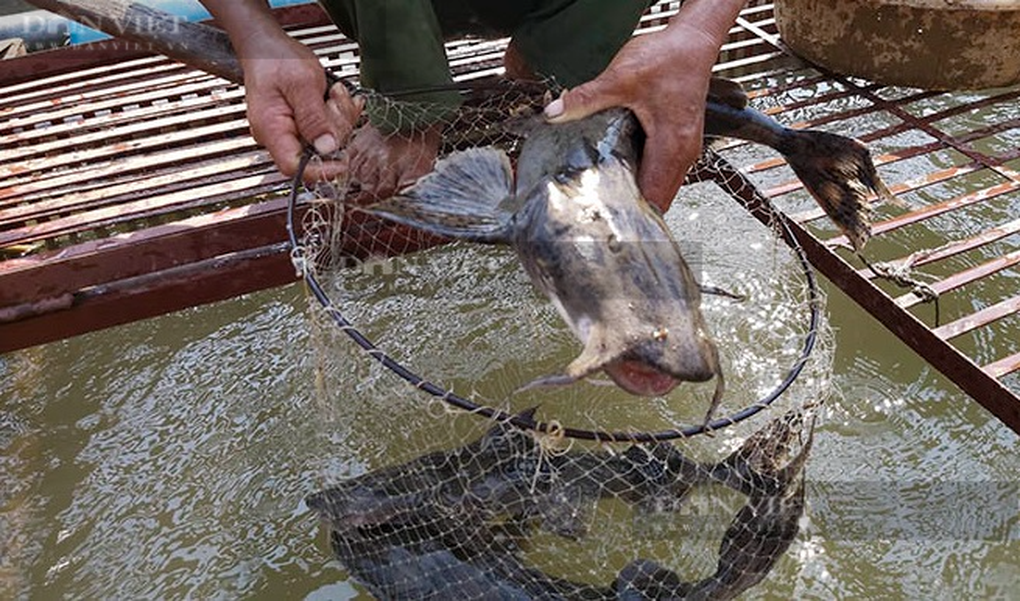 Thủy quái sông Lô mang lại nguồn thu hơn nửa tỷ đồng mỗi năm - 2 Thủy quái sông Lô mang lại nguồn thu hơn nửa tỷ đồng mỗi năm - 2