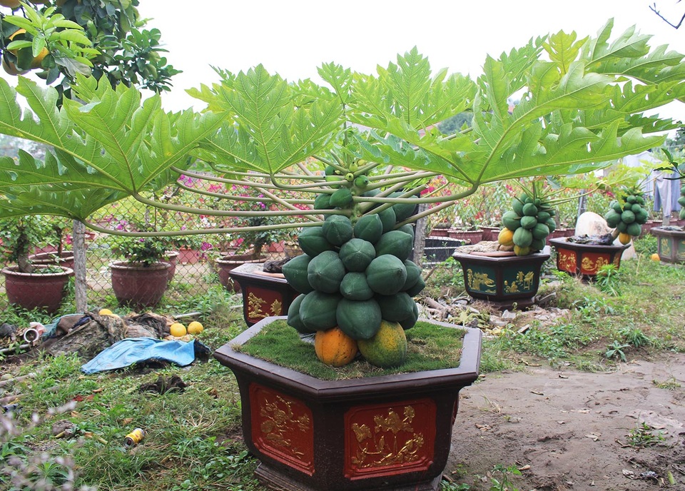 Đu đủ bonsai dáng siêu lạ, hút khách sành chơi dịp Tết - 1 Đu đủ bonsai dáng siêu lạ, hút khách sành chơi dịp Tết - 1