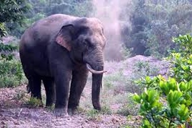 Hơn 100 hộ dân bị voi rừng phá hoại được hỗ trợ hơn 3,1 tỷ đồng