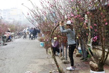 Phân biệt "đào rừng, đào nhà" ở chợ Tết: Quản lý thị trường chờ hướng dẫn!