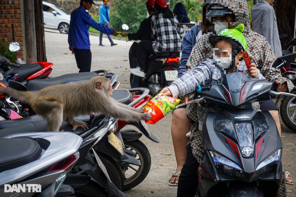 Khỉ Sơn Trà thành kẻ ăn xin, cướp giật: Chần chừ sẽ khó bảo vệ đàn khỉ - 3 Khỉ Sơn Trà thành kẻ ăn xin, cướp giật: Chần chừ sẽ khó bảo vệ đàn khỉ - 3