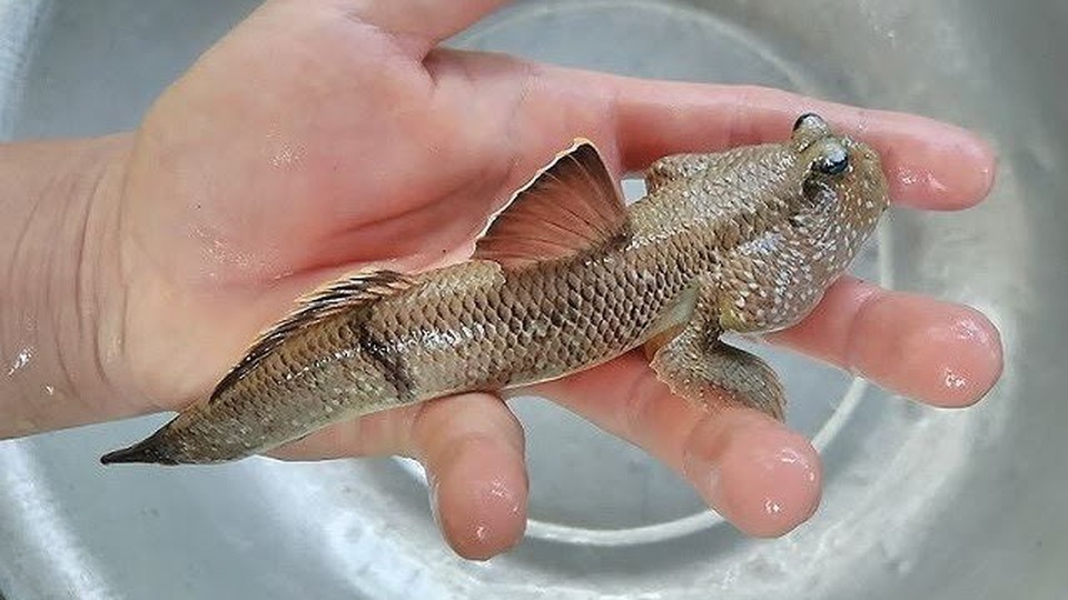 Quái kiệt biến cá đặc chủng độc, lạ thành cá kiểng, tiền đô thu đều - 2 Quái kiệt biến cá đặc chủng độc, lạ thành cá kiểng, tiền đô thu đều - 2
