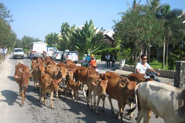Hàng chục con bò “dạo” trên phố cổ Hội An 
