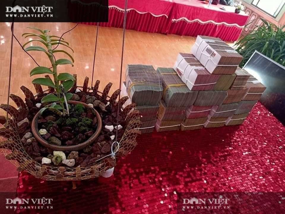 Sơn La: Xôn xao vụ chuyển nhượng lan đột biến Phi điệp Hồng Hạ Vân trị giá 5,5 tỷ đồng - 1 Sơn La: Xôn xao vụ chuyển nhượng lan đột biến Phi điệp Hồng Hạ Vân trị giá 5,5 tỷ đồng - 1