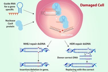 Chỉnh sửa gene với CRISPR: Hứa hẹn và nguy cơ