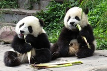 Trung Quốc nối lại ngoại giao gấu trúc với Mỹ