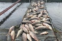 Bộ Nông nghiệp vào cuộc điều tra cá chết ở Hải Dương