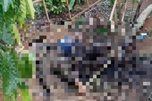 Hai vợ chồng tử vong trong rẫy cà phê ở Đắk Nông