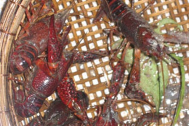 Hậu Giang: Tiêu hủy 7 kg tôm hùm đỏ 