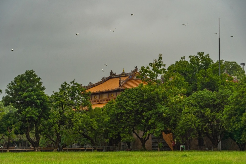 Kỳ thú những đàn chim trời di trú ở Kinh thành Huế - 5 Kỳ thú những đàn chim trời di trú ở Kinh thành Huế - 5