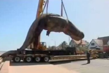 Cá nhà táng phát nổ khi rơi khỏi cần cẩu