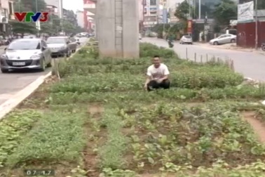 Người dân Thủ đô trồng rau sạch dưới chân tuyến đường sắt trên cao