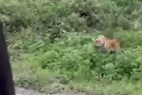 Nổi bật tuần qua: Hổ dữ bất ngờ lao ra từ bụi rậm, đe dọa người đi đường