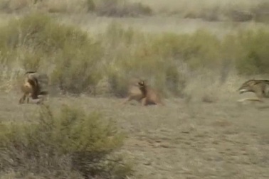 Cận cảnh chó rừng bất lực trong việc cướp mồi của mèo rừng Bắc Phi