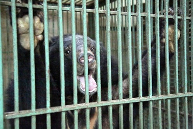 Người dân tự nguyện giao nộp hai cá thể gấu nuôi nhốt