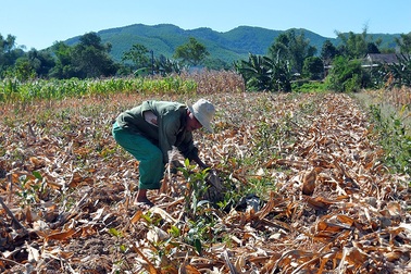 Vựa chè lớn nhất Hà Tĩnh "cháy khô" vì nắng nóng