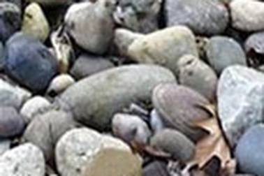 Điệp viên...đá