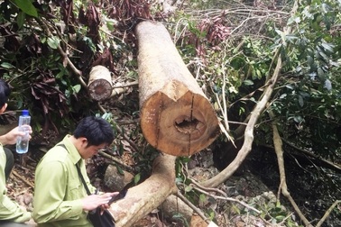 Rừng “ứa máu” trong khu bảo tồn thiên nhiên ở Hòa Bình