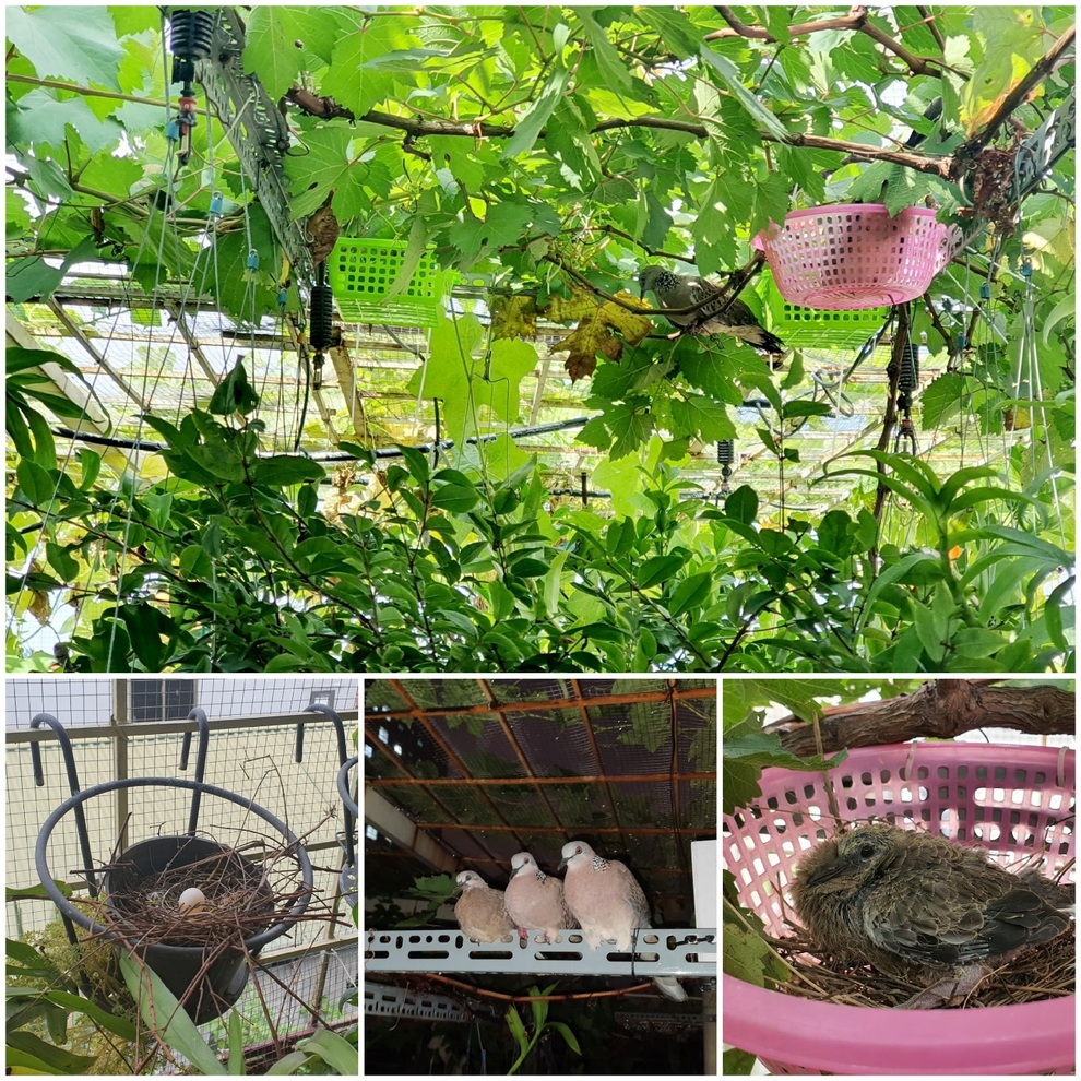 Kỹ sư làm vườn sân thượng xanh mướt, rộn ràng tiếng chim giữa lòng Thủ đô - 8 Kỹ sư làm vườn sân thượng xanh mướt, rộn ràng tiếng chim giữa lòng Thủ đô - 8