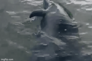 Cá heo trôi dạt vào vịnh Dung Quất