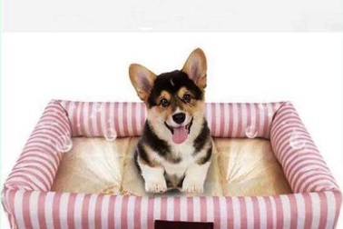 Lo thú cưng sốc nhiệt, chủ vung tiền triệu sắm đồ chống nóng