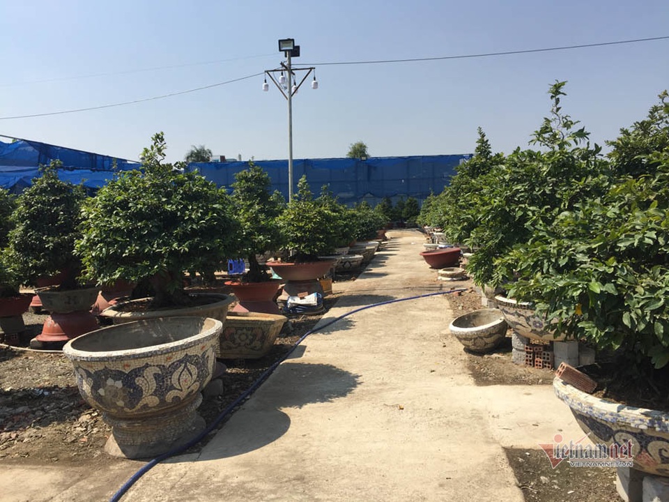 Cây mai 900 triệu đồng của ông chủ ở Sài Gòn - 1