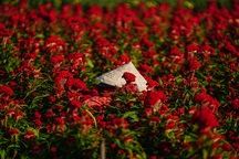 Những ruộng hoa háo hức chờ xuất vườn đón xuân Canh Tý