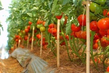 Sang Hàn Quốc hái ớt, cà chua lương 33 triệu đồng/tháng