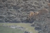 Những khoảnh khắc ấn tượng nhất tuần qua trong thế giới động vật