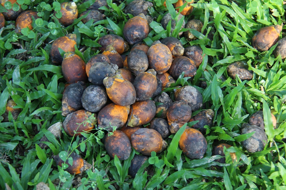 Thị trường Trung Quốc ngừng thu mua, cau chín rụng đầy gốc - 4 Thị trường Trung Quốc ngừng thu mua, cau chín rụng đầy gốc - 4
