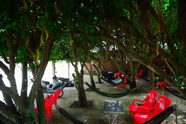 Quán cà phê tạo từ 24 cây si, bên trong mát lạnh không cần điều hòa