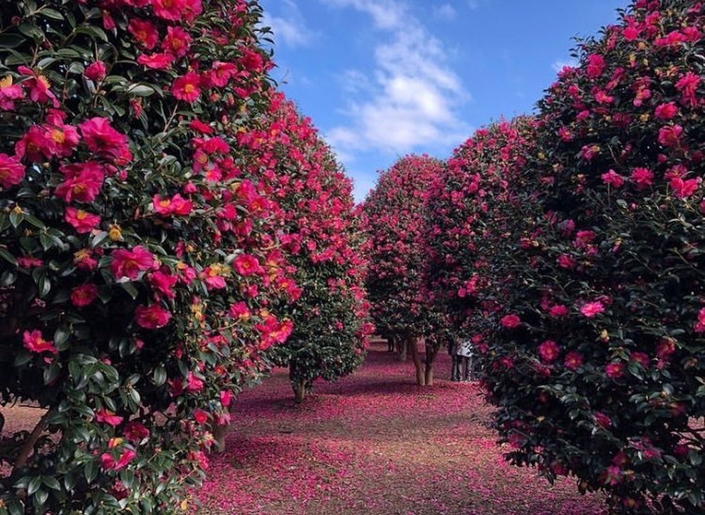 Mê mẩn khu vườn với 6.000 cây hoa trà đỏ rực | Báo Dân trí