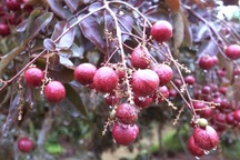 Cận Tết, vườn nhãn tím "vạn người mê" ùn ùn người xếp hàng xin mua