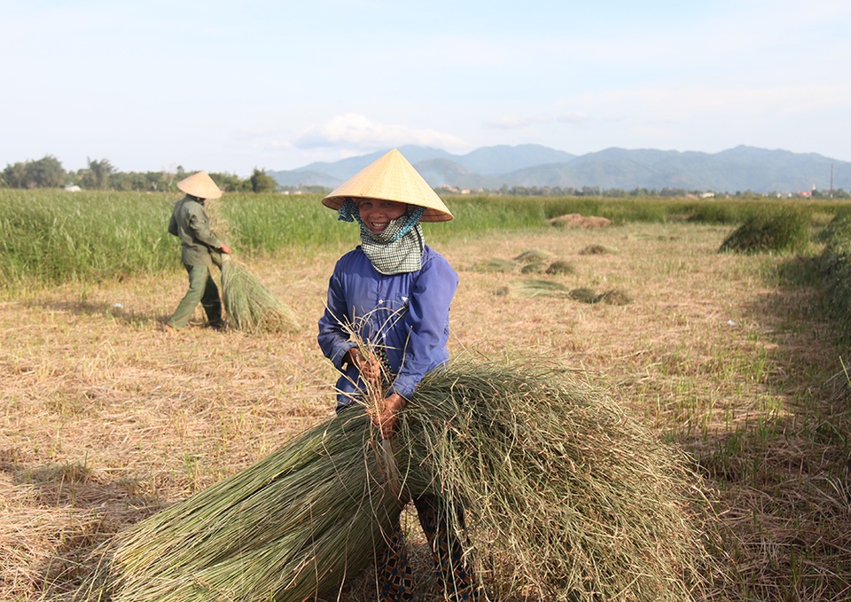 Về ốc đảo Hồng Lam giữa mùa thu hoạch cói - 3 Về ốc đảo Hồng Lam giữa mùa thu hoạch cói - 3