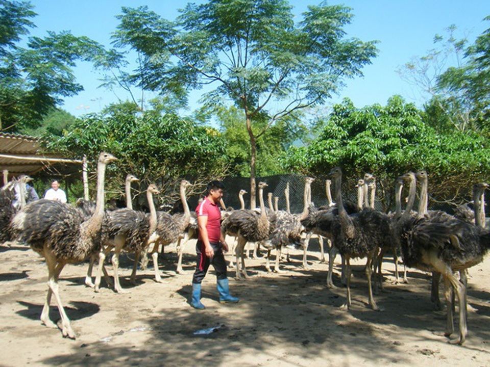 Nuôi chim siêu to khổng lồ, một nông dân tỉnh Hà Giang bán 1 lứa thu hơn 1 tỷ đồng - 1 Nuôi chim siêu to khổng lồ, một nông dân tỉnh Hà Giang bán 1 lứa thu hơn 1 tỷ đồng - 1