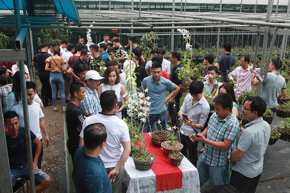 Chiêm ngưỡng những giỏ hoa lan đột biến hiếm có giá hàng trăm triệu - 1 Chiêm ngưỡng những giỏ hoa lan đột biến hiếm có giá hàng trăm triệu - 1